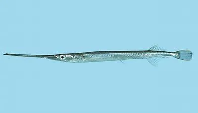 Urville's longtom (Strongylura urvillii)