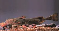 Ussuri catfish (Pelteobagrus ussuriensis)