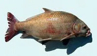 Usumacinta buffalo (Ictiobus meridionalis)