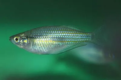 Utchee rainbowfish (Melanotaenia utcheensis)