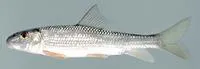 V-lip redhorse (Moxostoma pappillosum)
