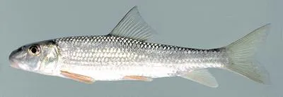 V-lip redhorse (Moxostoma pappillosum)