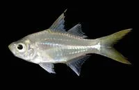 Vachelli's glass perchlet (Ambassis vachellii)