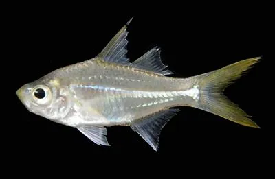 Vachelli's glass perchlet (Ambassis vachellii)