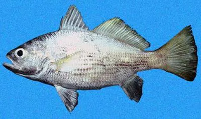 Vacuocua croaker (Corvula macrops)