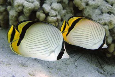 Vagabond butterflyfish (Chaetodon vagabundus)