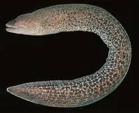 Vagrant moray (Gymnothorax buroensis)