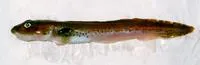 Vahl's eelpout (Lycodes vahlii)