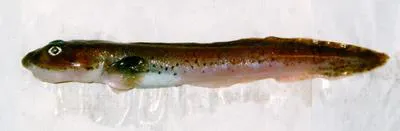 Vahl's eelpout (Lycodes vahlii)