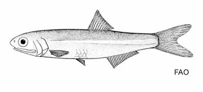 Vaillant's anchovy (Anchoviella vaillanti)