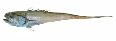 Vaillant's grenadier (Bathygadus melanobranchus)