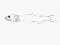 Vaillant's smooth-head (Leptochilichthys pinguis)