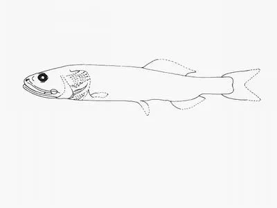 Vaillant's smooth-head (Leptochilichthys pinguis)