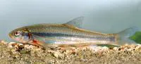 Vairone (Telestes souffia)