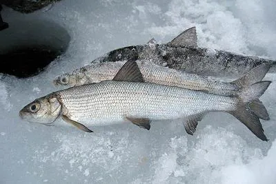 Valaam whitefish (Coregonus widegreni)