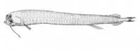 Valdivia black dragon fish (Melanostomias valdiviae)