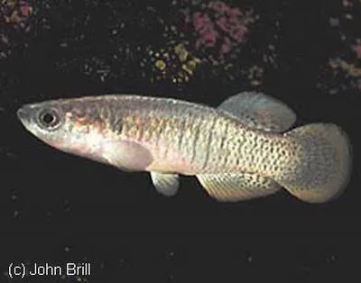 Valencia toothcarp (Valencia hispanica)