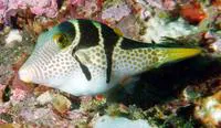 Valentin's sharpnose puffer (Canthigaster valentini)
