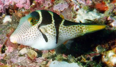 Valentin's sharpnose puffer (Canthigaster valentini)