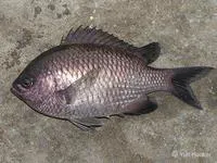Valparaiso chromis (Chromis crusma)