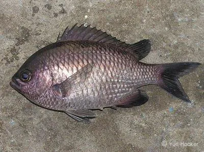Valparaiso chromis (Chromis crusma)
