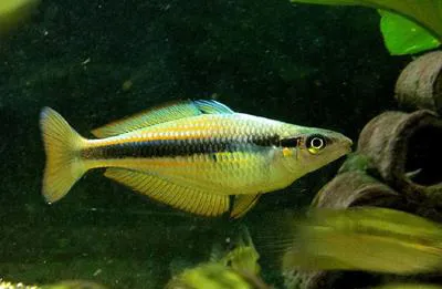 Van Heurn's rainbowfish (Melanotaenia vanheurni)