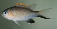 Vanderbilt's chromis (Chromis vanderbilti)