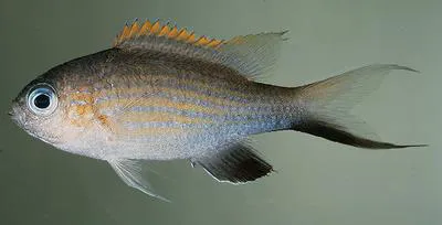 Vanderbilt's chromis (Chromis vanderbilti)