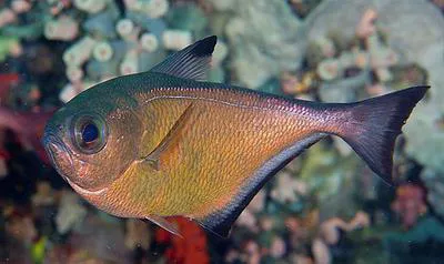 Vanikoro sweeper (Pempheris vanicolensis)