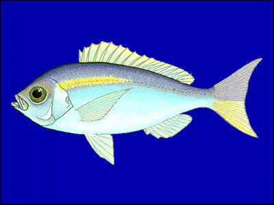 Vanuatu snapper (Paracaesio gonzalesi)