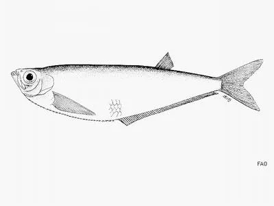 Vaqueira longfin herring (Opisthopterus effulgens)