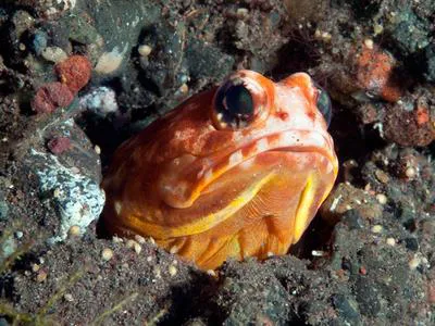 Variable jawfish (Opistognathus variabilis)