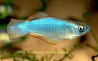 Variable lampeye (Procatopus similis)