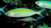 Variable-lined fusilier (Caesio varilineata)
