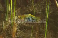 Variable platyfish (Xiphophorus variatus)