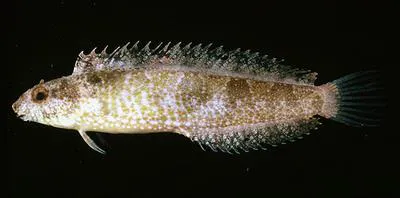 Variable sabretooth blenny (Petroscirtes variabilis)