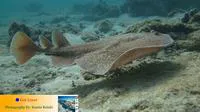 Variable torpedo ray (Torpedo sinuspersici)
