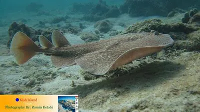 Variable torpedo ray (Torpedo sinuspersici)
