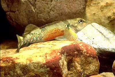 Variegate darter (Etheostoma variatum)