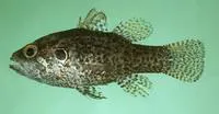 Variegated cardinalfish (Fowleria variegata)