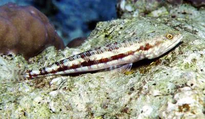 Variegated lizardfish (Synodus variegatus)