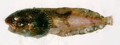 Variegated snailfish (Liparis gibbus)