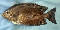 Variegated spinefoot (Siganus randalli)