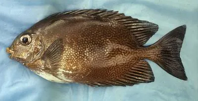 Variegated spinefoot (Siganus randalli)