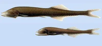 Veiled anglemouth (Cyclothone microdon)