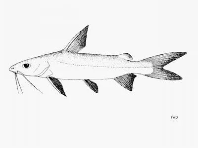 Veined catfish (Arius venosus)