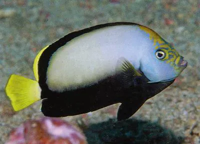 Velvet angelfish (Chaetodontoplus dimidiatus)