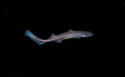Velvet belly (Etmopterus spinax)
