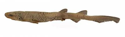 Velvet catshark (Parmaturus lanatus)