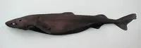 Velvet dogfish (Zameus squamulosus)